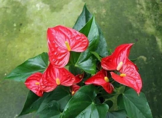 红掌花的花语与寓意（揭秘红掌花的神秘象征和隐藏的含义）