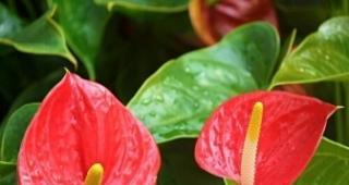红掌花的象征意义与花语（探寻红掌花的寓意）