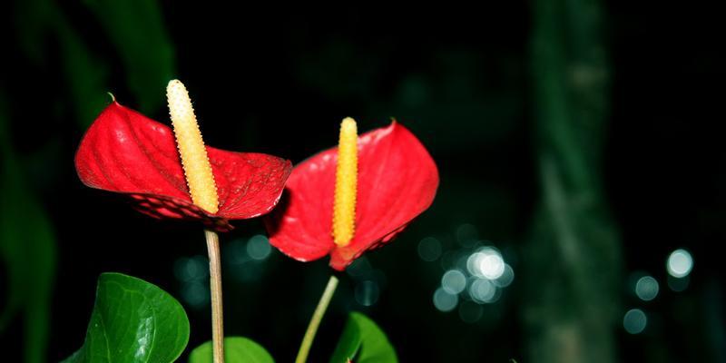 红掌花的象征意义与花语（探寻红掌花的寓意）
