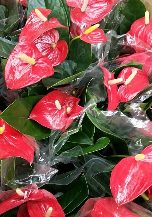 红掌花的花语与寓意（探索红掌花背后的深意）