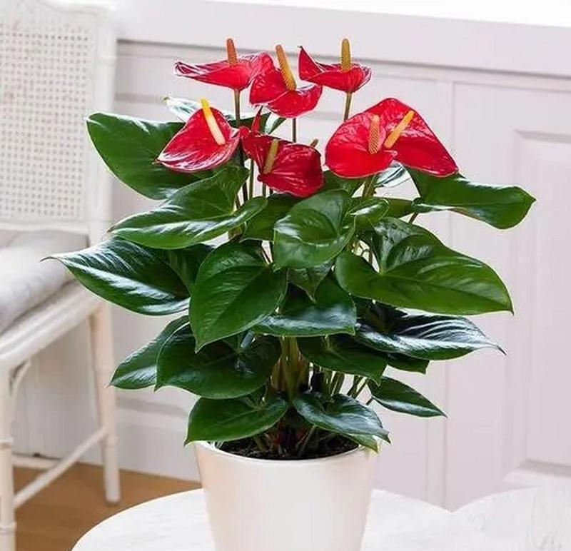 红掌花的花语与寓意（探索红掌花背后的深意）