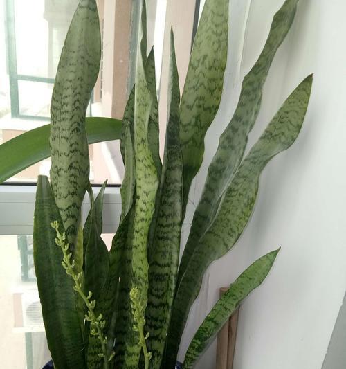 虎皮兰的花语与寓意（探寻虎皮兰背后的象征意义）