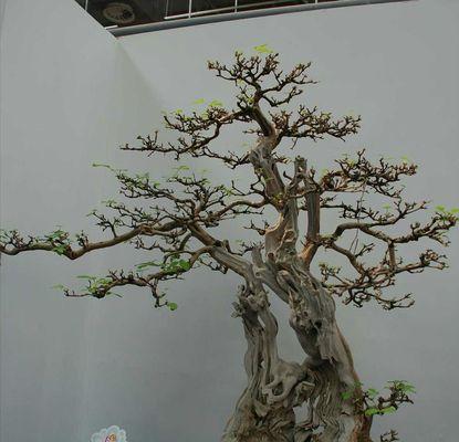 黄荆盆景的风水寓意与摆放位置（传承自然之美）