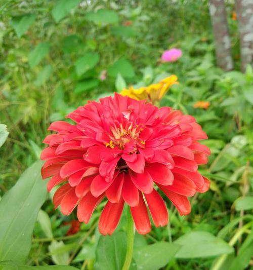 以黄菊花代表的花语及象征意义（探寻黄菊花语的内涵和传统象征）