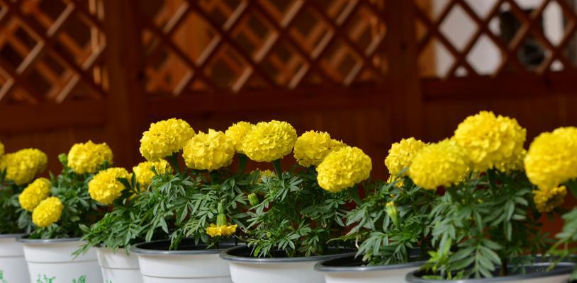以黄菊花代表的花语及象征意义（探寻黄菊花语的内涵和传统象征）