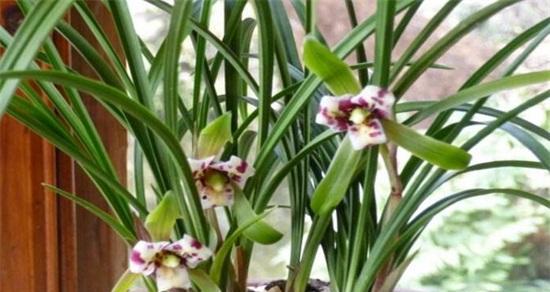 兰花花期能浇水吗（有关兰花正确浇水方法）