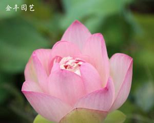 荷花怎么种植（荷花种植方法与技巧）