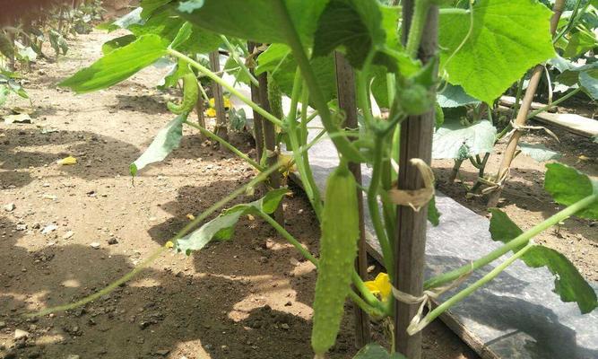 黄瓜怎么种植才能出苗（黄瓜的种植方法和管理）