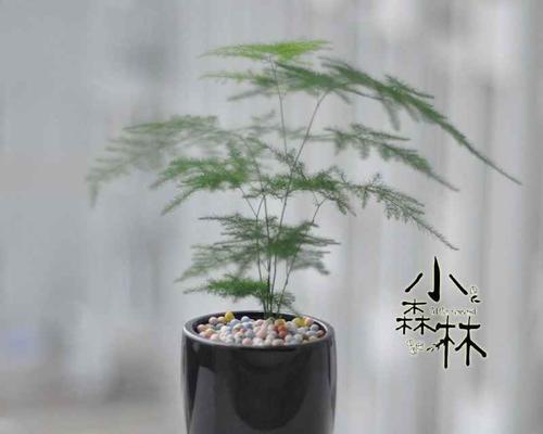 文竹太长了怎么做造型（简单实用的文竹造型技巧）