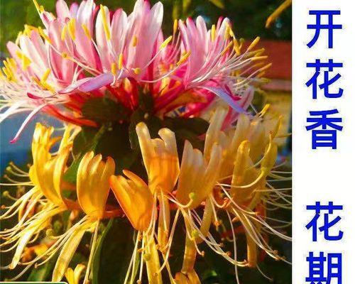 金银花种植前景如何（金银花种植条件和技术）