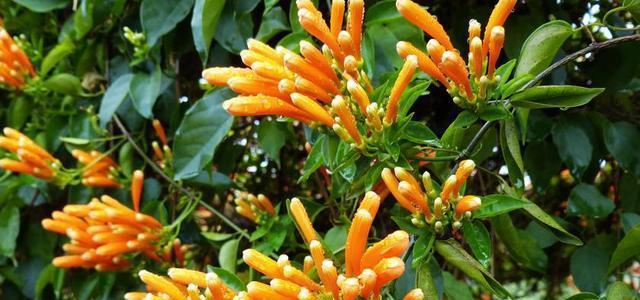 炮仗花的养殖方法和注意事项（炮仗花的栽培技术要点）