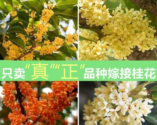 桂花怎么种植（桂花栽培技术与管理）