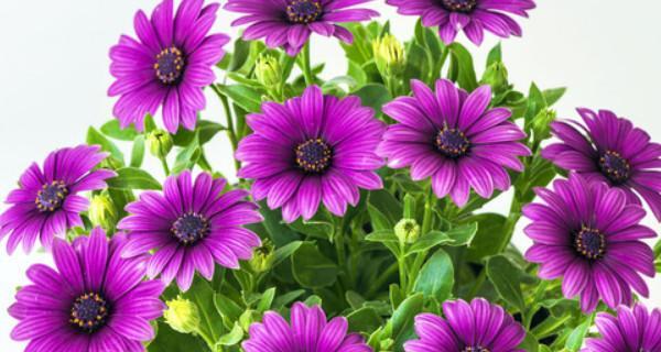 一年四季各四季各四季各开花的（四季常开的花卉介绍）