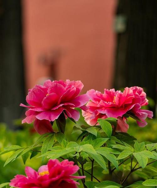一年四季各四季各四季各开花的（四季常开的花卉介绍）