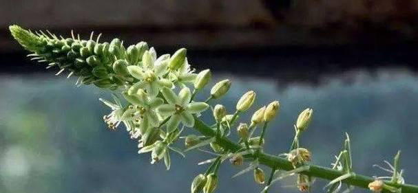 贝壳花的花语是什么（家养贝壳花的象征意义）