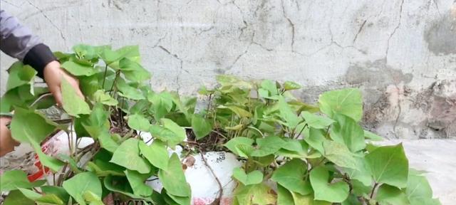 红薯苗怎样种植才好（红薯苗的种植方法和时间）