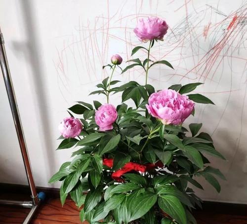 怎样种植芍药花盆栽（芍药花种植方法和时间）