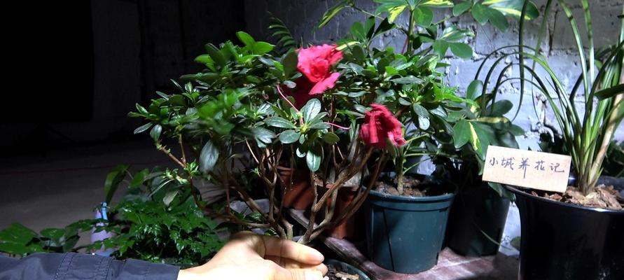 杜鹃花开花后怎么养（杜鹃花的养殖方法讲解）