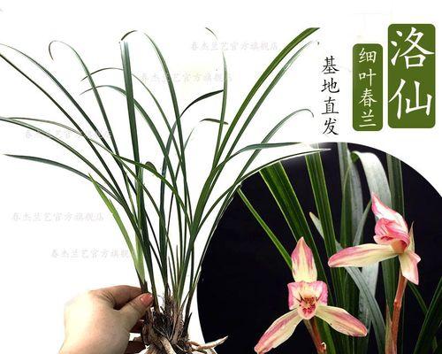 养兰花的技巧与方法（从选购到养护）