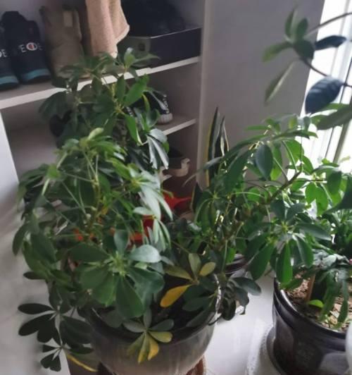 七叶莲适合家里养吗（七叶莲的养殖方法讲解）
