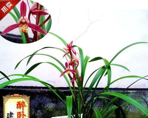 兰花怎么栽种（有关兰花的种植与栽培技术）