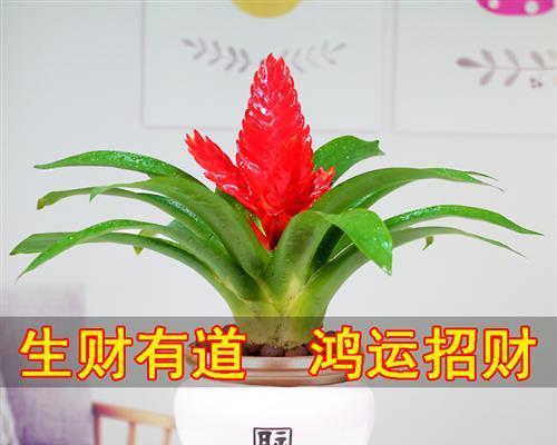 客厅放什么绿植好看（适合客厅摆在客厅的植物介绍）