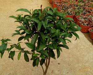 桂花苗如何培育（桂花种植方法和时间）
