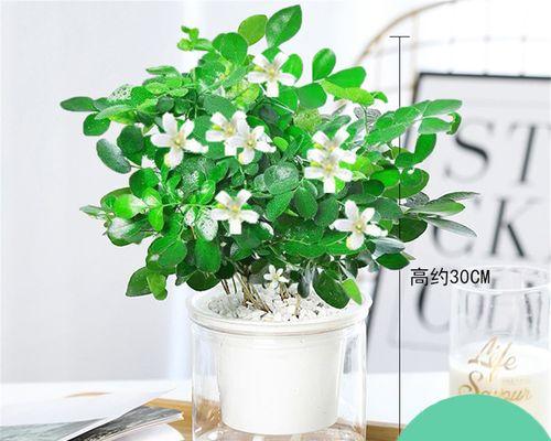 栀子花怎么水培生根（分享栀子花水培生根小妙招）
