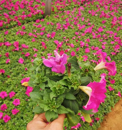 矮牵牛几月份播种（矮牵牛播种时间和方法）