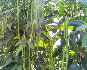 如何种豆角产量高（豆角种植方法与管理）