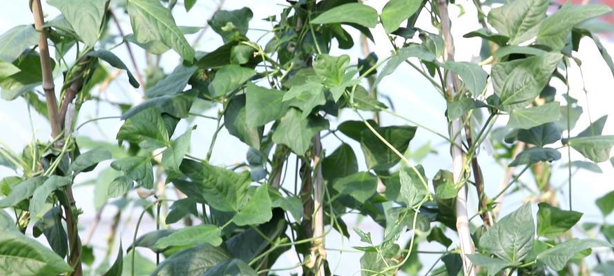 如何种豆角产量高（豆角种植方法与管理）