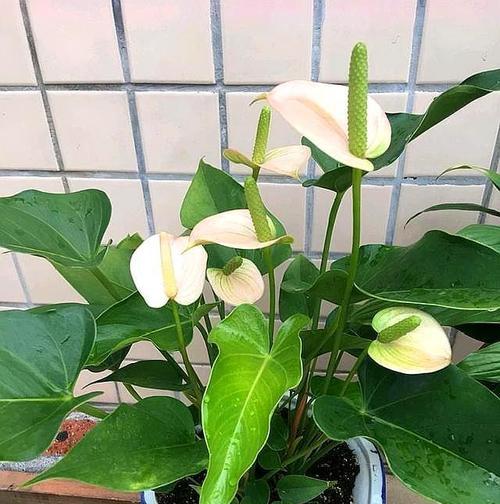 粉掌花怎么养才开花（粉掌花养殖方法）