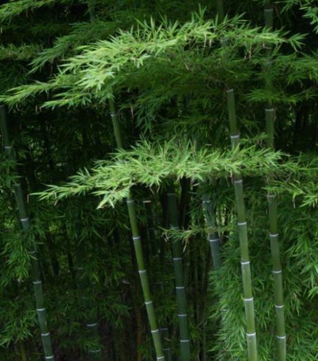 竹子的种类有哪些（盘点十种常见竹子品种）
