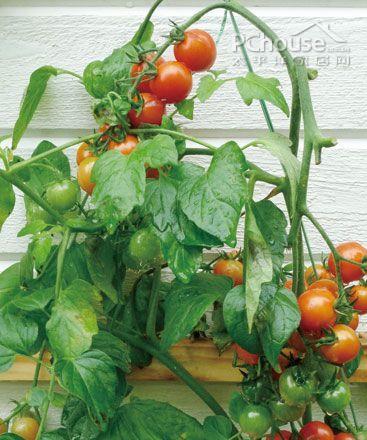 番茄什么时候种植（番茄种植时间和方法）