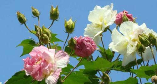 芙蓉什么时候开（关于芙蓉花的花期简介）