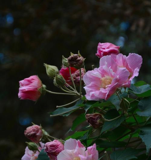 芙蓉什么时候开（关于芙蓉花的花期简介）