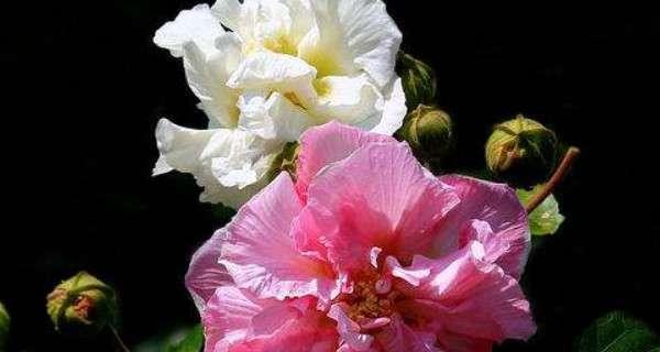 芙蓉什么时候开（关于芙蓉花的花期简介）