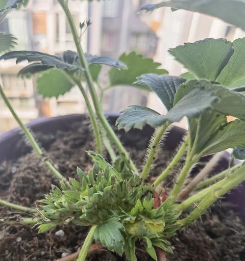 如何种植草莓（家庭盆栽草莓种植方法）