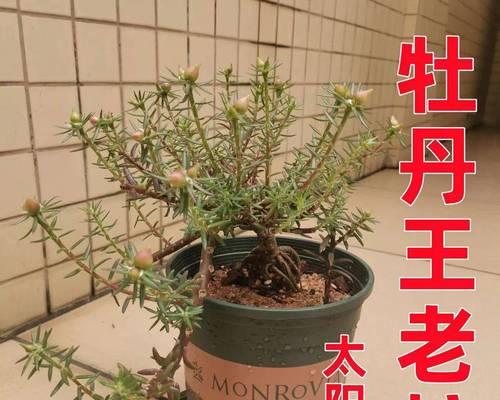 牡丹花老桩怎么种植（牡丹花的种植方法和时间）