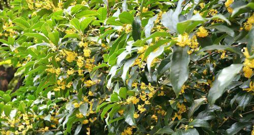 桂花树怎么播种（桂花树种植方法与技巧）