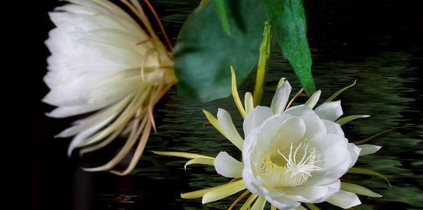 昙花花语之意义及寓意（昙花花语传递的深层含义及其象征意义）