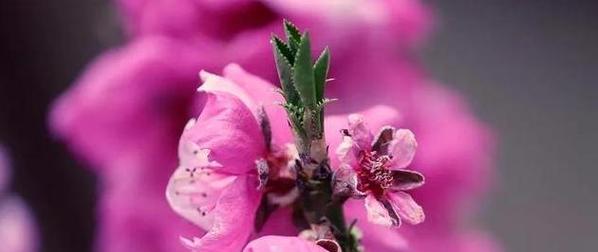 桃花（桃花的寓意及其在文化中的象征作用）