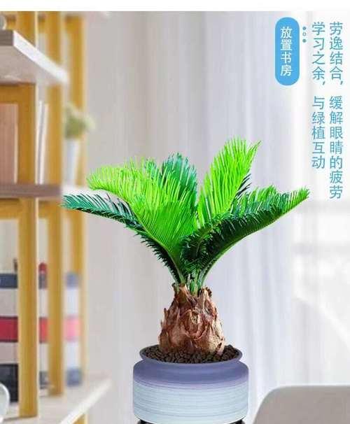 铁树的寓意和象征意义（探索生命的坚韧与希望）