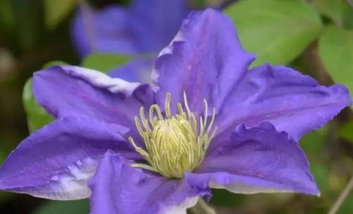 铁线莲花语之美（探寻铁线莲花背后的意义与神秘）
