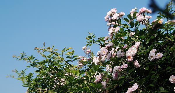 荼蘼花语之美——寄托思念与眷恋（荼蘼花语的深层寓意与表达方式）