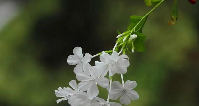 荼蘼花语之美——寄托思念与眷恋（荼蘼花语的深层寓意与表达方式）