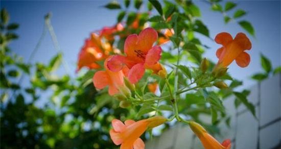 无忧花花语（花开如诗）