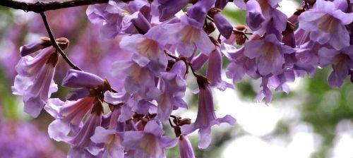 梧桐花的花语与美好祝愿（探索梧桐花的独特花语）
