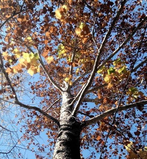 梧桐树的寓意与象征——生命的坚韧和希望（探寻梧桐树的深层寓意）