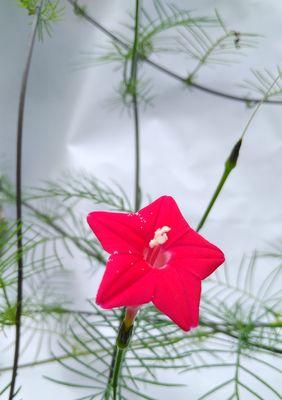 五角星花的寓意（探究五角星花的象征意义及文化内涵）